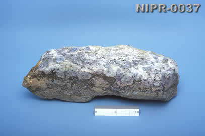 NIPR-0037