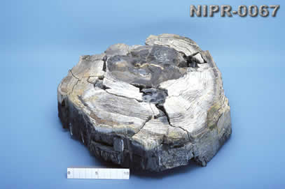 NIPR-0067