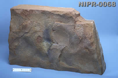 NIPR-0068