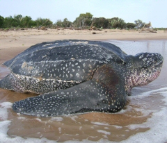 Photo by J.Y. Georges